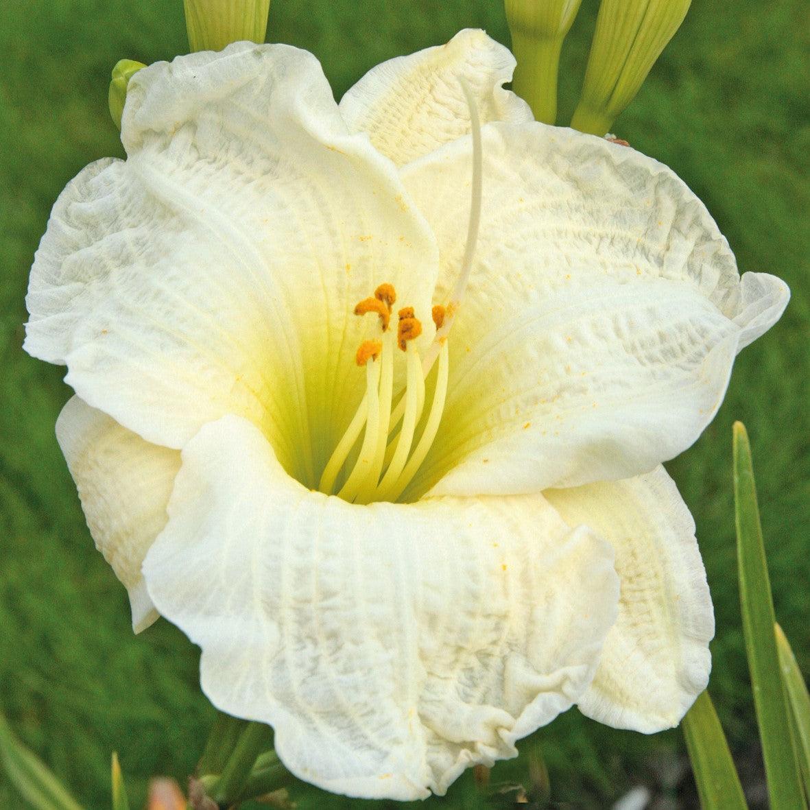 Hemerocallis 'Gentle Shepherd'  - Gentle Shepherd Daylily