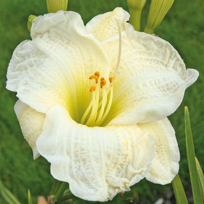 Hemerocallis 'Gentle Shepherd'  - Gentle Shepherd Daylily