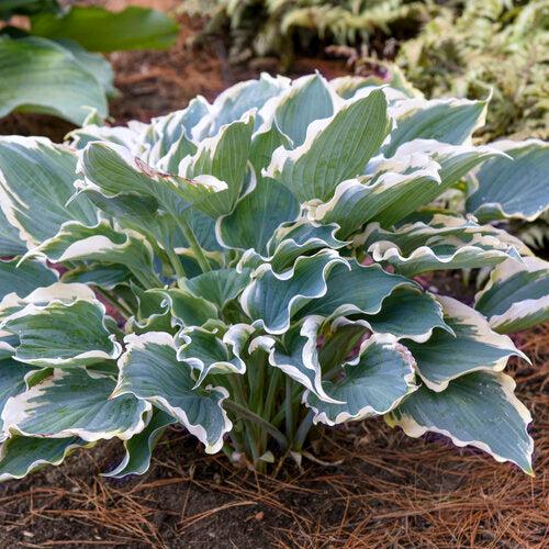 Hosta 'Hope Springs Eternal' PP33,266  - PW® Shadowland® Hope Springs Eternal Hosta