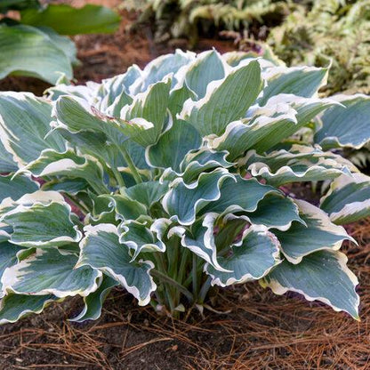 Hosta 'Hope Springs Eternal' PP33,266  - PW® Shadowland® Hope Springs Eternal Hosta