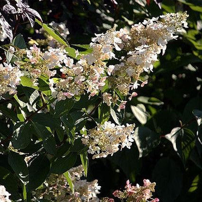 Hydrangea paniculata 'Hpopr013'  - Bloomin' Easy® Lava Lamp® Candelabra® Hydrangea