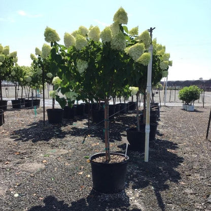 Hydrangea paniculata 'Limelight'  - Proven Winners® Limelight® Hydrangea