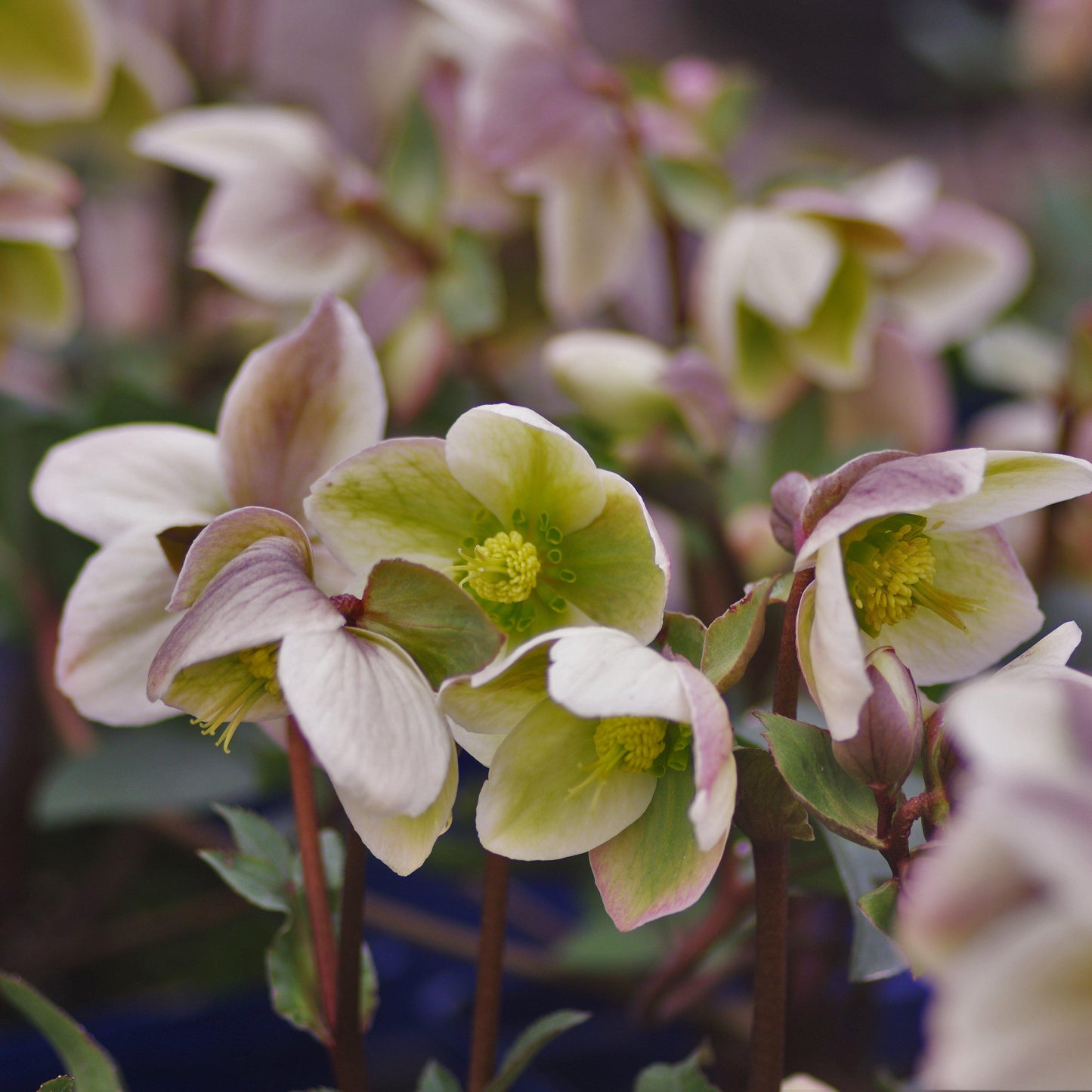 Helleborus 'Walhelivor'  - Ivory Prince Lenten Rose