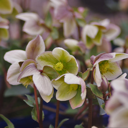 Helleborus 'Walhelivor'  - Ivory Prince Lenten Rose