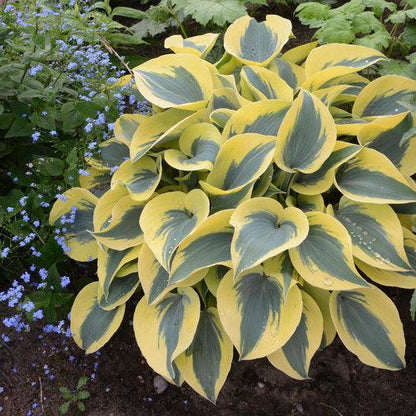 Hosta 'Autumn Frost' PP23,224  - PW® Shadowland® Autumn Frost Hosta