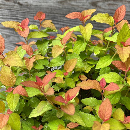 Spiraea japonica 'NCSX1'  - Double Play® Candy Corn® Spirea