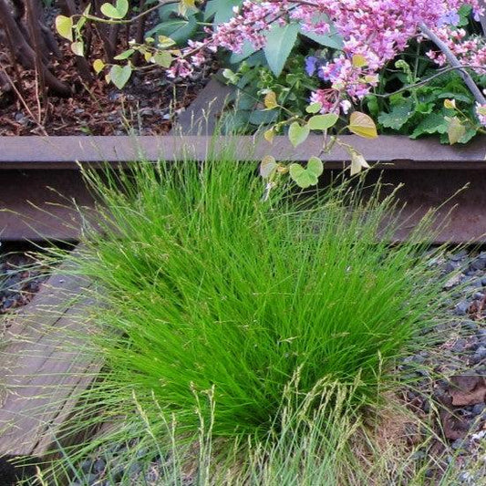 Carex eburnea  - Bristle-leafed Sedge
