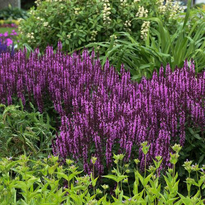 Salvia nemorosa ‘Pink Profusion’  - Pink Profusion Meadow Sage