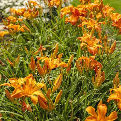Hemerocallis 'Primal Scream'  - Rainbow Rhythm® 'Primal Scream' Daylily