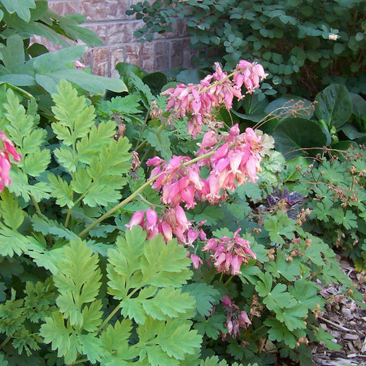 Dicentra eximia  - Fern-Leaf Bleeding Heart