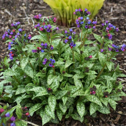 Pulmonaria 'Spot on'  - PW® Spot On Lungwort