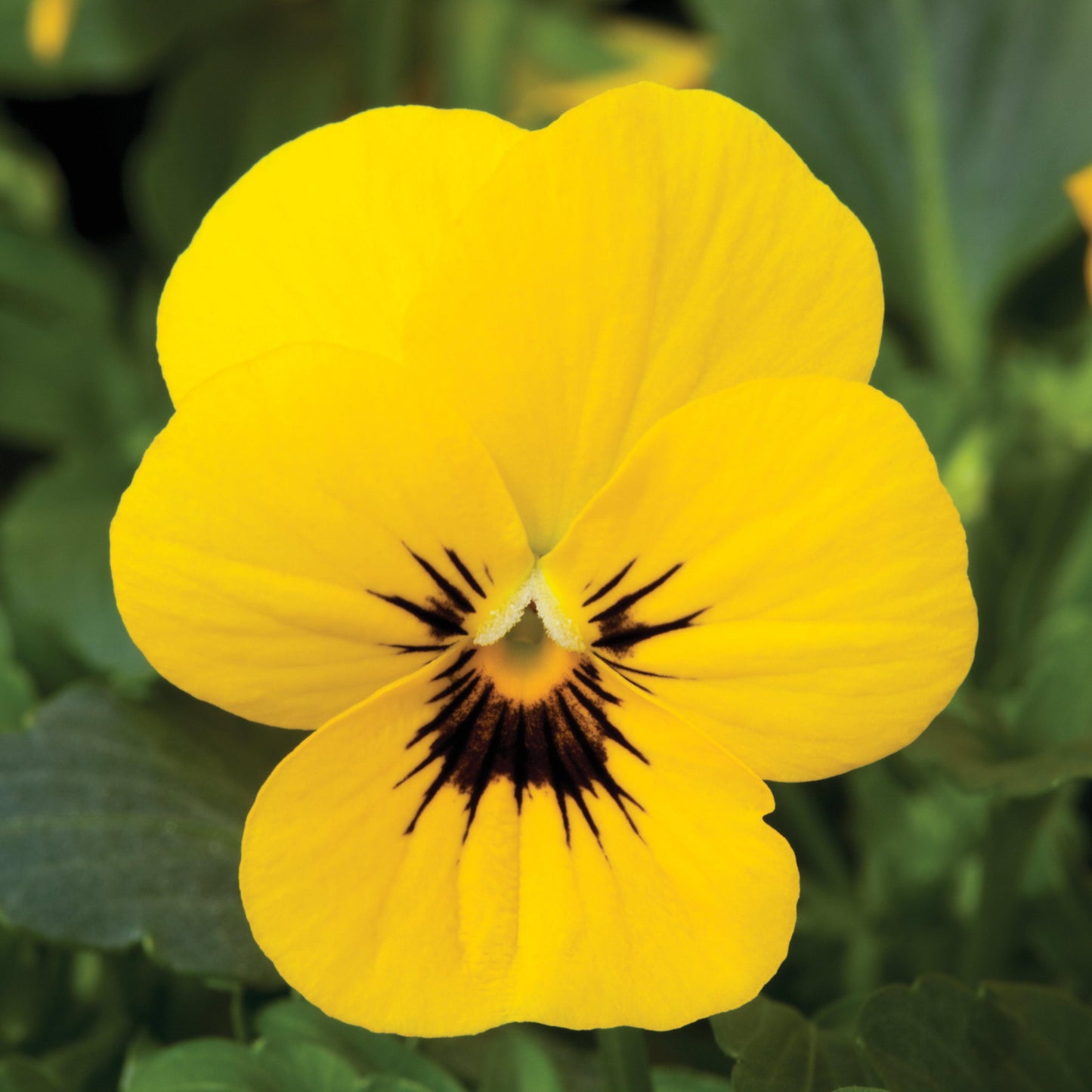 Viola cornuta 'Penny Yellow Blotch'  - Penny™ Yellow Blotch Viola