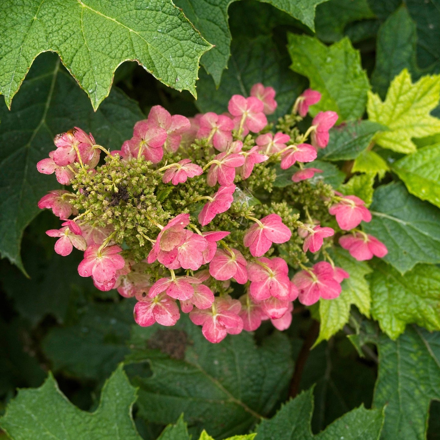 Hydrangea quercifolia 'Ruby Slippers'  - Ruby Slippers Oakleaf Hydrangea