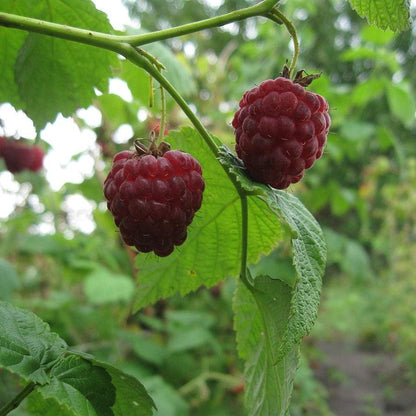 Rubus idaeus 'Meeker'  - Meeker Raspberry