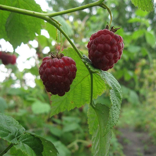 Rubus idaeus 'Meeker'  - Meeker Raspberry