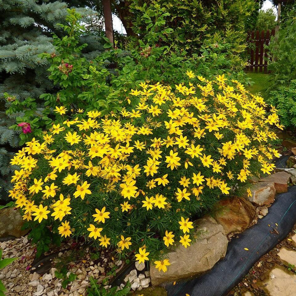 Coreopsis verticillata - Threadleaf Coreopsis – Plants Unlimited - Mail ...