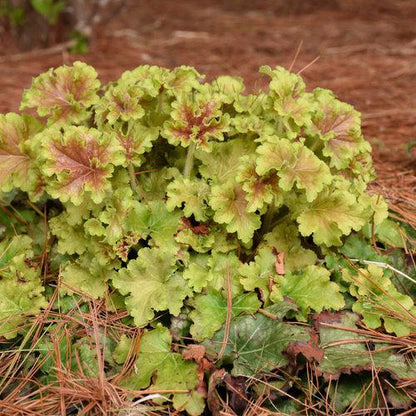 Heuchera 'Apple Twist' PP31,221  - PW® Dolce® Apple Twist Heuchera