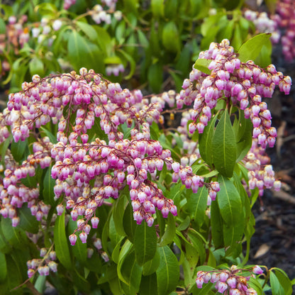Pieris japonica 'Katsura'  - Katsura Pieris