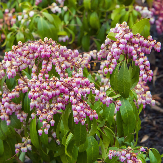 Pieris japonica 'Katsura'  - Katsura Pieris
