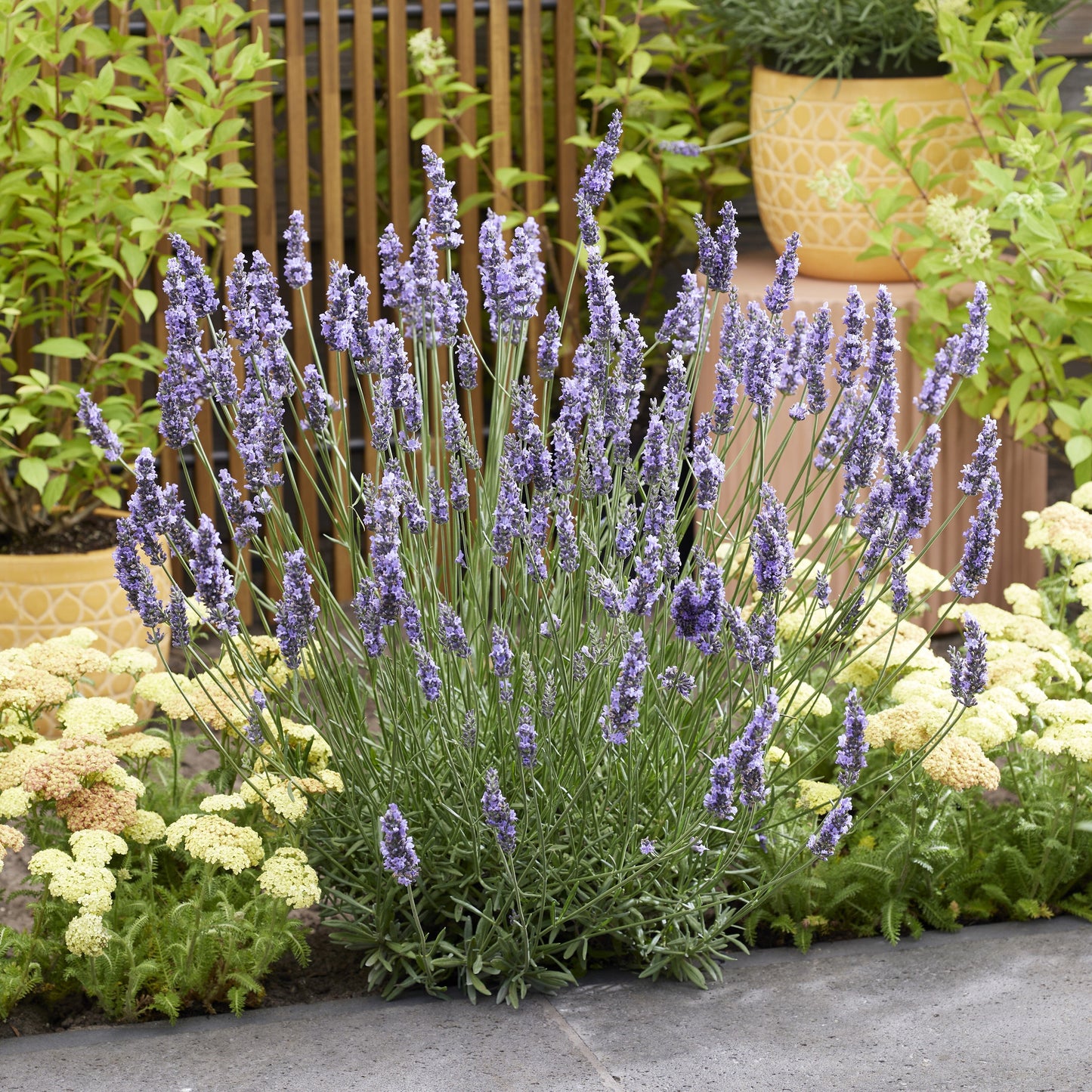 Lavandula x intermedia 'Tesseract'  - Sensational!® Lavender