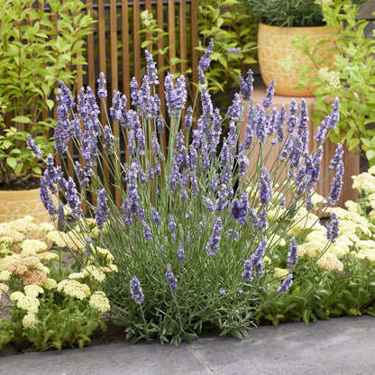 Lavandula x intermedia 'Tesseract'  - Sensational!® Lavender
