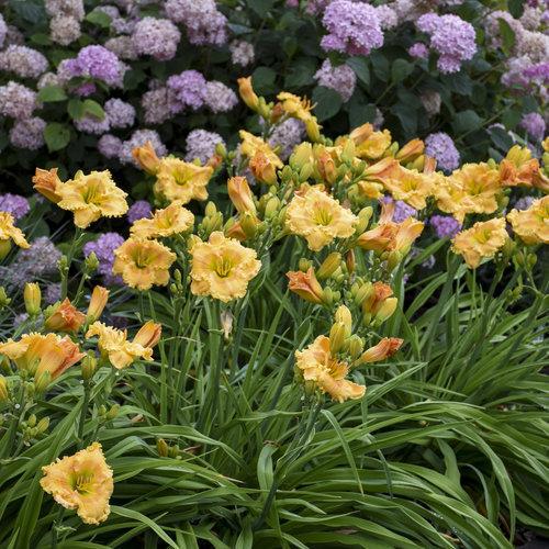 Hemerocallis 'Orange Smoothie'  - Rainbow Rhythm® Orange Smoothie Daylily