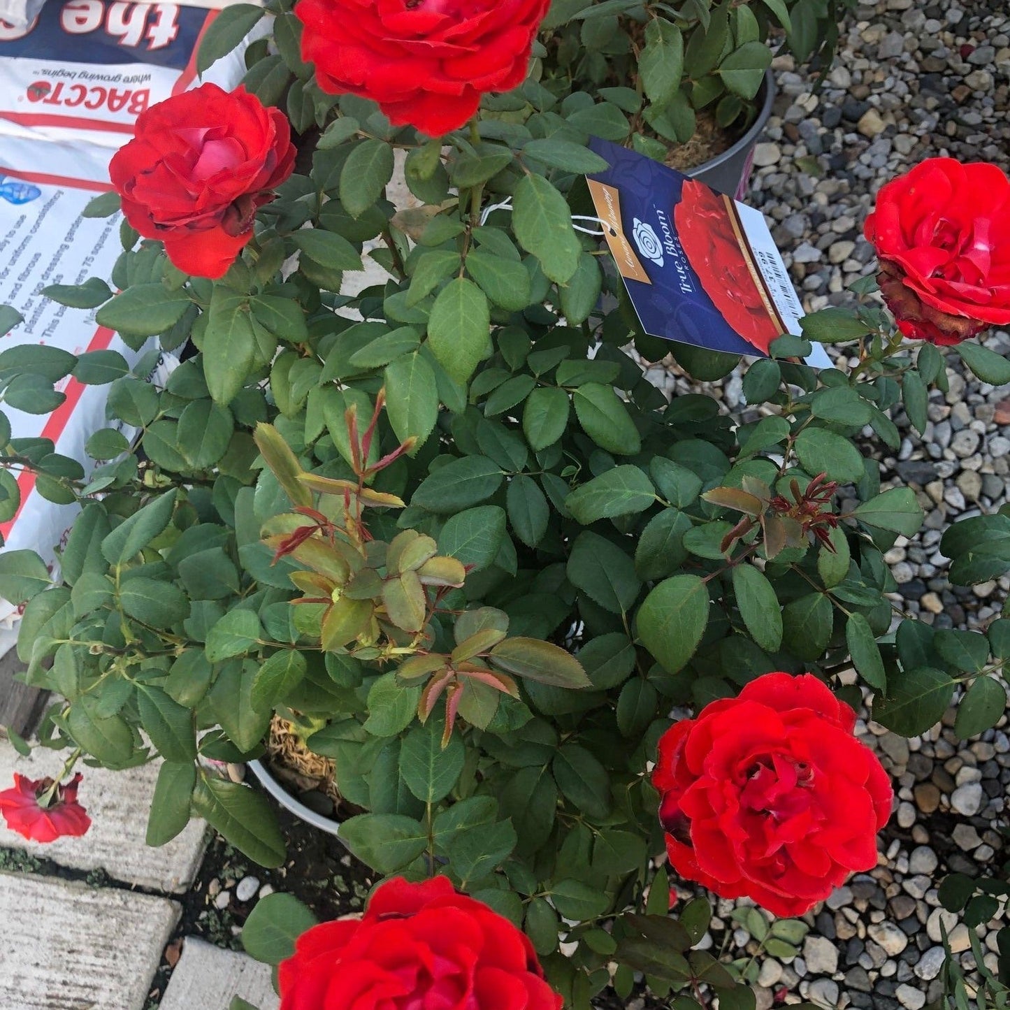 Rosa 'LIM10'  - True Bloom™ True Passion™ Rose