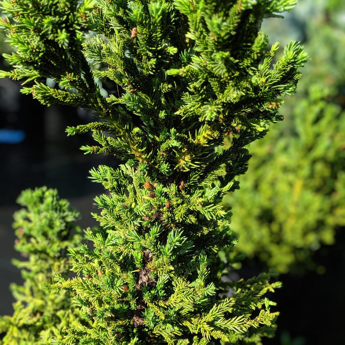 Cryptomeria japonica 'Black Dragon'  - Black Dragon Japanese Cedar