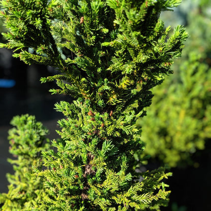 Cryptomeria japonica 'Black Dragon'  - Black Dragon Japanese Cedar