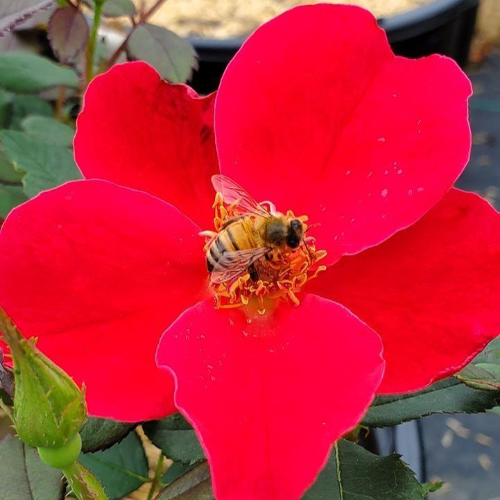 Rosa 'Bartholomew'  - Miracle on the Hudson™ Rose