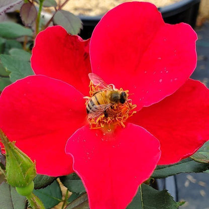 Rosa 'Bartholomew'  - Miracle on the Hudson™ Rose