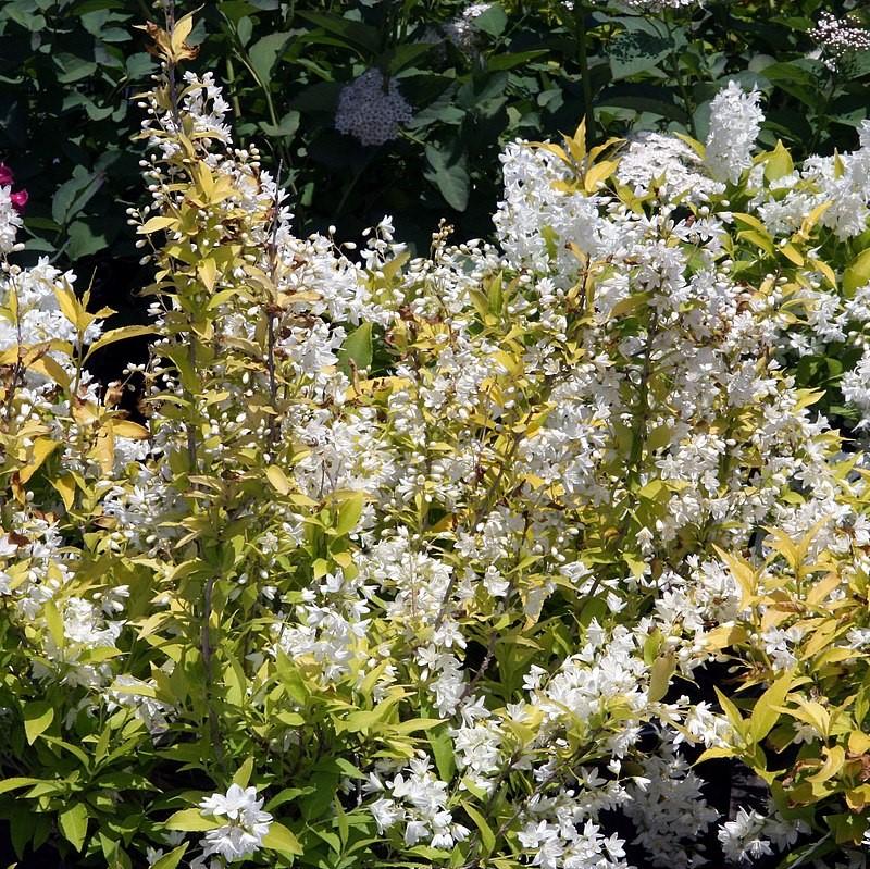 Deutzia gracilis 'Duncan' PP16,098  - Chardonnay Pearls® Deutzia