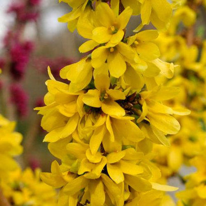 Forsythia x 'Minfor6'  - Show Off Starlet® Forsythia