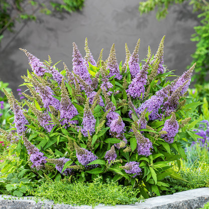 Buddleia davidii ‘BotEx 004’ PP34,378  - Butterfly Candy™ Lil' Lavender™ Butterfly Bush