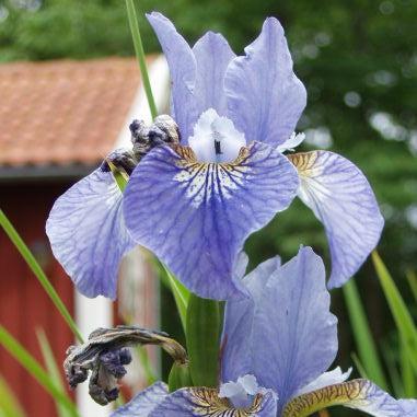 Iris sibirica 'Cape Cod Boys'  - Cape Cod Boys Siberian Iris