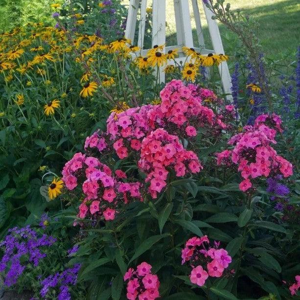 Phlox paniculata 'Ditomdre' PP20,907  - First Editions® Coral Crème Drop™ Phlox