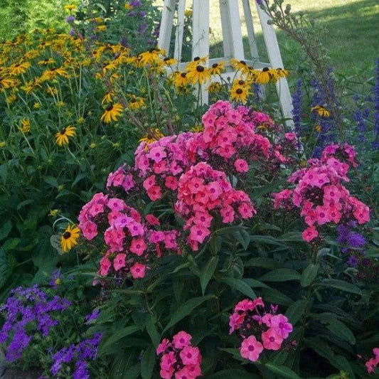 Phlox paniculata 'Ditomdre' PP20,907  - First Editions® Coral Crème Drop™ Phlox