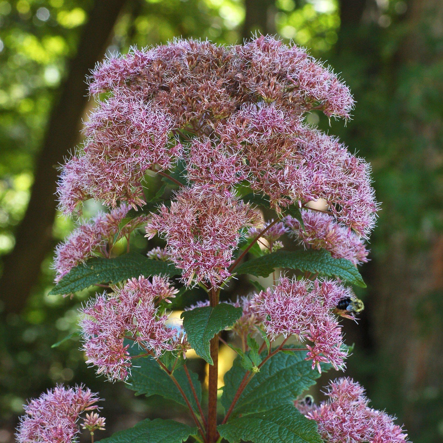 Eutrochium dubium 'Little Joe'  - Little Joe Coastal Pye Weed