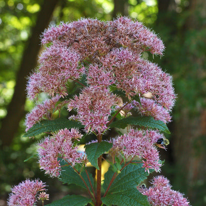 Eutrochium dubium 'Little Joe'  - Little Joe Coastal Pye Weed