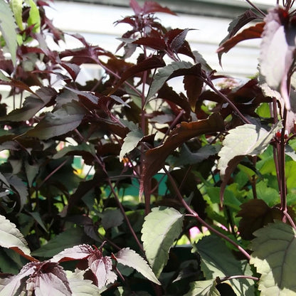 Eutrochium rugosum 'Chocolate'  - Chocolate Snakeroot
