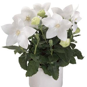 Platycodon grandiflorus 'Astra White'  - Astra White Balloon Flower
