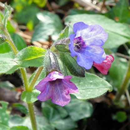 Pulmonaria 'Raspberry Splash'  - Raspberry Splash Lungwort