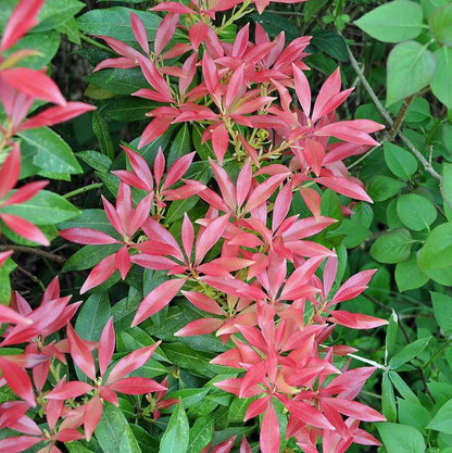 Pieris japonica 'Katsura'  - Katsura Pieris