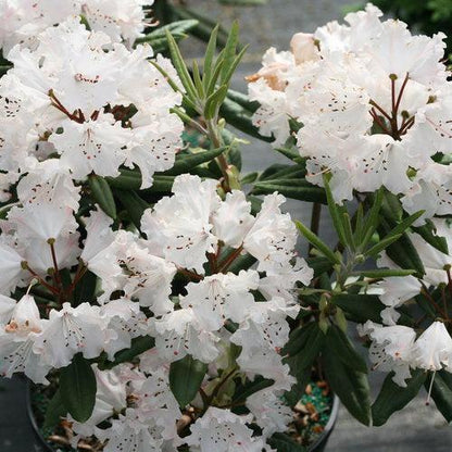 Rhododendron x 'NCRX1'  - Dandy Man Color Wheel® Rhododendron