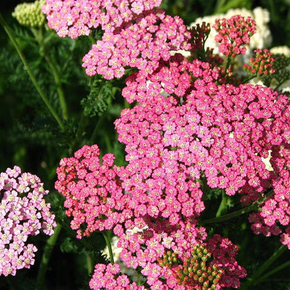 Achillea millefolium 'Pink Grapefruit'  - Pink Grapefruit Yarrow