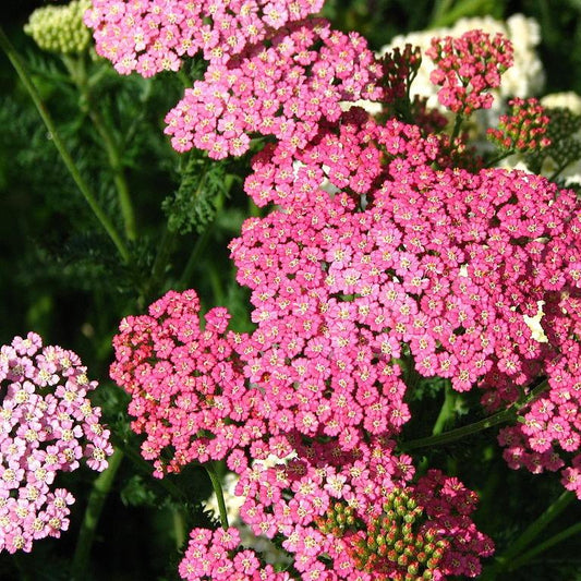 Achillea millefolium 'Pink Grapefruit'  - Pink Grapefruit Yarrow