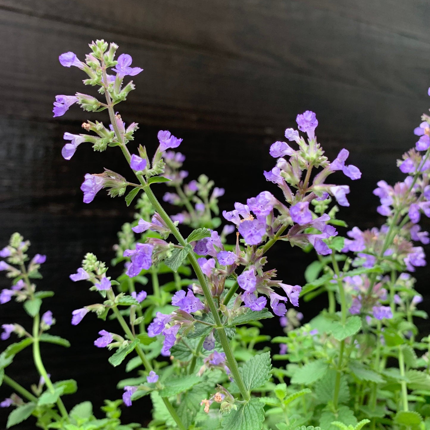 Nepeta x faassenii ‘Cat’s Pajamas’  - Cat's Pajamas Catmint