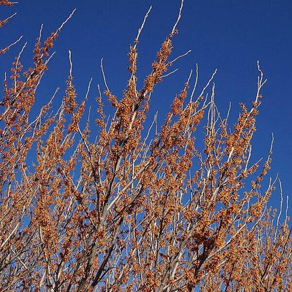 Hamamelis vernalis  - Ozark Witch Hazel