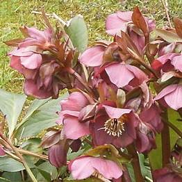 Helleborus x hybridus 'ABCRD01'  - FrostKiss™ Penny's Pink® Lenten Rose