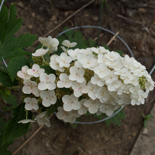Hydrangea quercifolia 'Ruby Slippers'  - Ruby Slippers Oakleaf Hydrangea